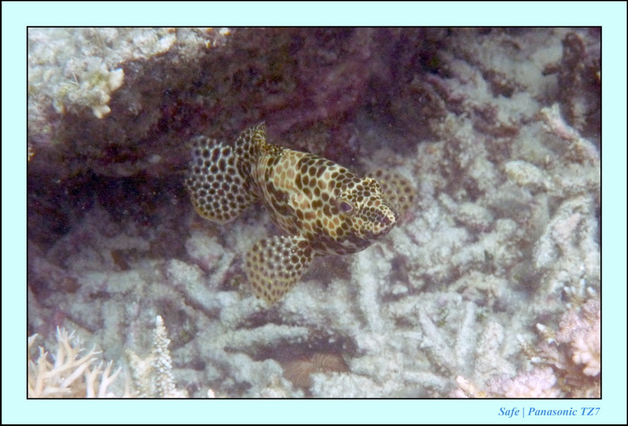 2009    07    Manatabuan 04